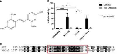 Streptolysin S targets the sodium-bicarbonate cotransporter NBCn1 to induce inflammation and cytotoxicity in human keratinocytes during Group A Streptococcal infection